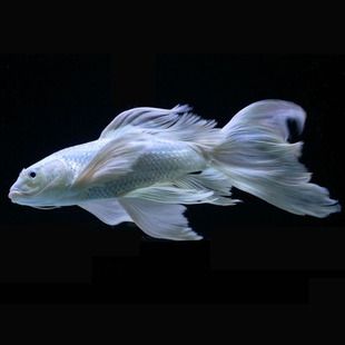 臺(tái)灣蝴蝶鯉可以和龍魚(yú)魟魚(yú)混養(yǎng)嗎