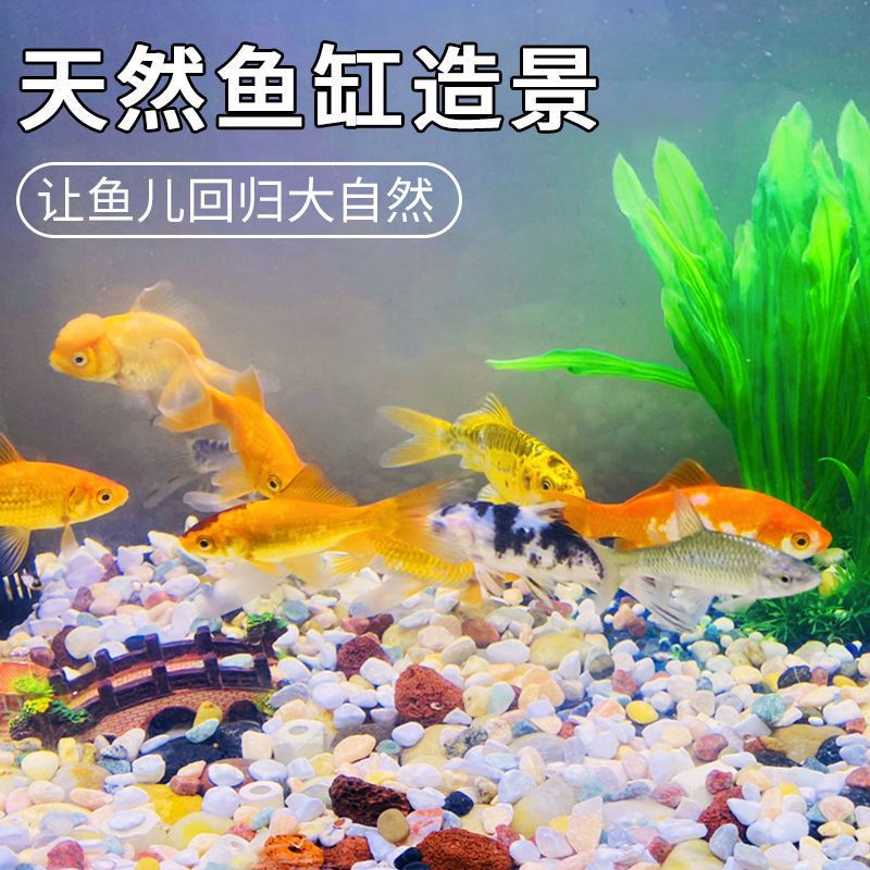 白沙底魚缸