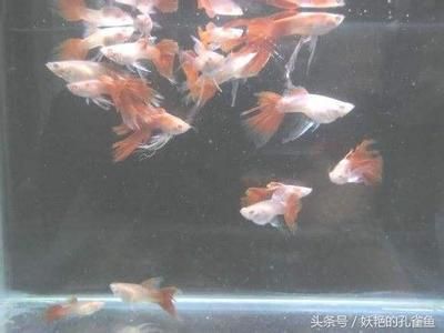 魚(yú)缸常見(jiàn)魚(yú)圖片及名稱視頻：魚(yú)缸常見(jiàn)的魚(yú)圖片及名稱 魚(yú)缸百科 第1張