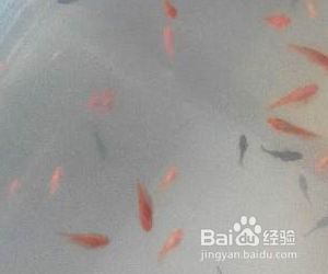 魟魚產(chǎn)前征兆：魟魚產(chǎn)前征兆主要有以下幾個方面母魟魚的產(chǎn)前征兆 魟魚百科 第3張