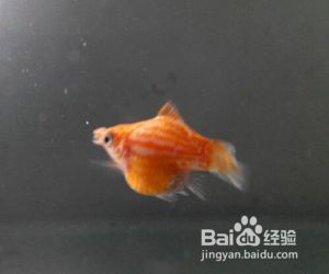 魟魚產(chǎn)前征兆：魟魚產(chǎn)前征兆主要有以下幾個方面母魟魚的產(chǎn)前征兆 魟魚百科 第2張