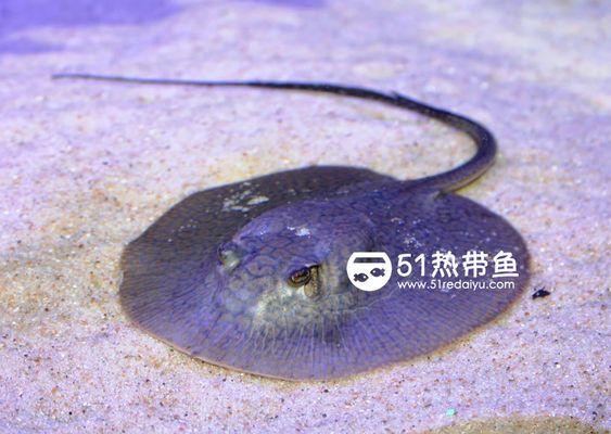 魟魚產(chǎn)前征兆：魟魚產(chǎn)前征兆主要有以下幾個方面母魟魚的產(chǎn)前征兆 魟魚百科 第1張