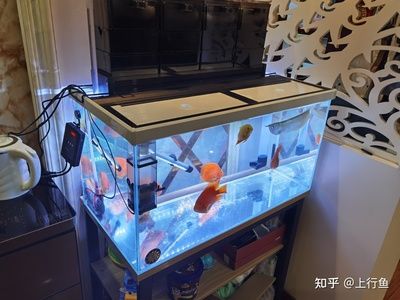 不用加熱的小型魚缸：中國野生小型觀賞魚的養(yǎng)殖技巧在中國野生小型觀賞魚的養(yǎng)殖技巧 魚缸百科 第3張