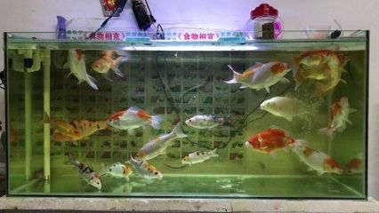 1米2魚缸養(yǎng)30公分錦鯉幾條：1米2的魚缸養(yǎng)30公分錦鯉幾條 魚缸百科 第3張