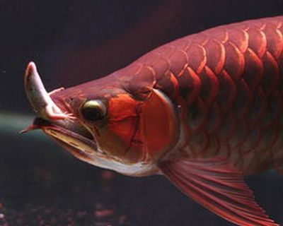 紅龍魚不吃東西能堅(jiān)持多長：紅龍魚不吃東西能堅(jiān)持多長時(shí)間？ 龍魚百科 第1張