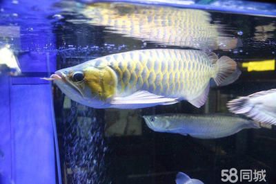 魟魚怕燈嗎：[需手動填充]魚害怕燈光嗎？ 魟魚百科 第2張