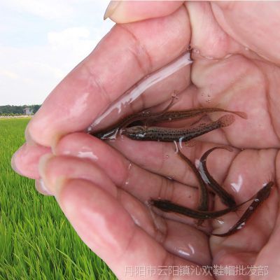 龍魚不吃泥鰍和蝦子怎么辦：龍魚不吃泥鰍和蝦子怎么辦, 龍魚百科 第2張