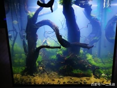 不用草缸還可以怎么給魚缸造景：不用水草泥和化妝沙進(jìn)行魚缸造景的方法 魚缸百科 第3張