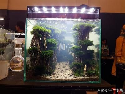 不用草缸還可以怎么給魚缸造景：不用水草泥和化妝沙進(jìn)行魚缸造景的方法 魚缸百科 第4張