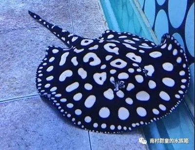 魟魚最佳配魚餌是什么：魟魚最佳配魚餌是什么呢？ 魟魚百科 第3張