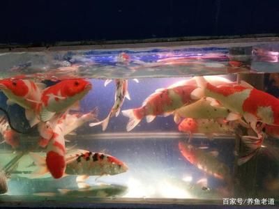 大型魚(yú)缸清潔魚(yú)怎么養(yǎng)活：如何清潔大型魚(yú)缸？ 魚(yú)缸百科 第1張