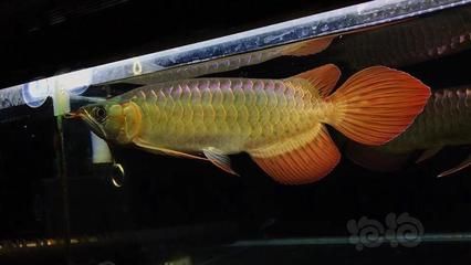 短身龍魚好嗎：短身龍魚價(jià)格昂貴，但價(jià)格昂貴的一個(gè)體現(xiàn)，養(yǎng)好短身龍魚并非易事