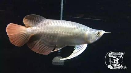 短身龍魚好嗎：短身龍魚價(jià)格昂貴，但價(jià)格昂貴的一個(gè)體現(xiàn)，養(yǎng)好短身龍魚并非易事