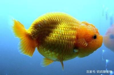 成品魚(yú)缸可以養(yǎng)蘭壽嗎：蘭壽魚(yú)養(yǎng)殖成本分析