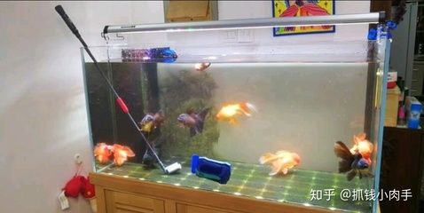 大型魚缸清潔魚怎么養(yǎng)好：如何清潔大型魚缸？ 魚缸百科 第3張