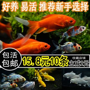 小虎魚好養(yǎng)嗎怎么養(yǎng)：小虎魚好養(yǎng)嗎怎么養(yǎng)小虎魚的養(yǎng)護(hù)方法