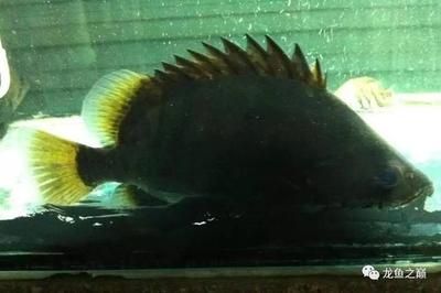 印尼虎魚(yú)溫度20度會(huì)死嗎：印尼虎魚(yú)溫度20度會(huì)死嗎印尼虎魚(yú)溫度20度會(huì)死嗎 虎魚(yú)百科 第2張