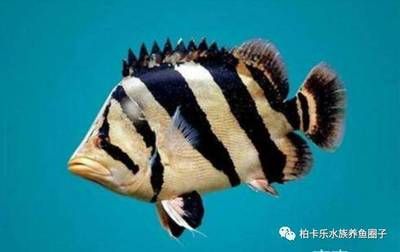 虎魚要天天喂嗎怎么喂：虎魚的喂養(yǎng)頻率并不是每天都需要喂食，而是需要根據(jù)生活習(xí)慣來(lái)確定 虎魚百科 第2張