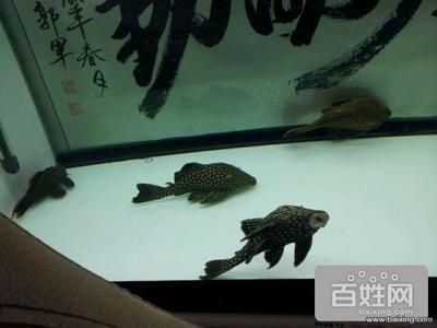 巴南哪里有魚缸賣的地方?。褐貞c巴南區(qū)魚缸銷售 魚缸百科 第1張