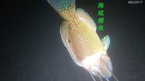 虎魚湯的功效與作用：虎魚湯對女性來說是一種營養(yǎng)豐富的食療功效與作用 虎魚百科 第2張