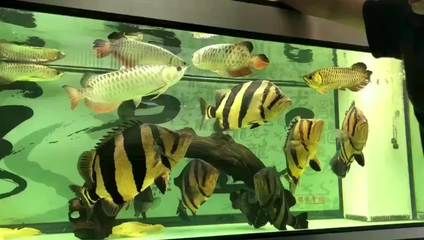 虎魚不吃食物能活多久：虎魚不吃食物能活多久虎魚不吃食物能活多久 虎魚百科 第3張