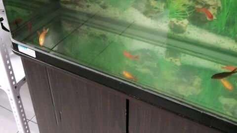 大魚缸金魚多久換一次水合適：養(yǎng)金魚需要定期換水的頻率取決于多個(gè)因素，換水的頻率取決于多個(gè)因素 魚缸百科 第1張