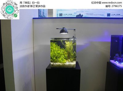 超白魚缸分幾種顏色：超白魚缸的種類和特點 魚缸百科 第1張