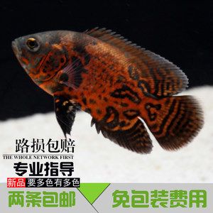 小型金龍魚有哪些：常見的小型金龍魚品種 龍魚百科 第1張