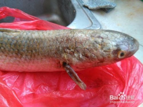 除了清道夫還有什么魚可以清理魚缸：如何選擇合適的清潔魚缸？ 魚缸百科 第1張