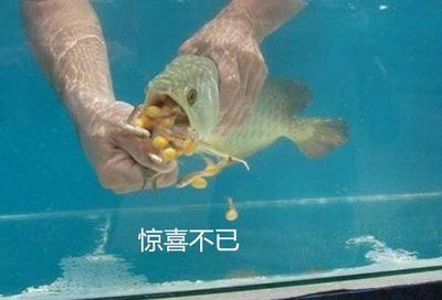 金龍魚換水的正確方法：金龍魚換水的正確方法和注意事項