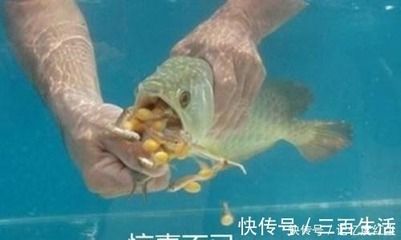 金龍魚換水的正確方法：金龍魚換水的正確方法和注意事項