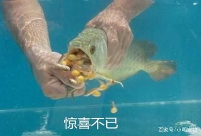 金龍魚換水的正確方法：金龍魚換水的正確方法和注意事項