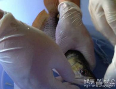 龍魚掉眼做手術眼睛流水是什么原因：給龍魚做掉眼手術后眼睛流水是什么原因？