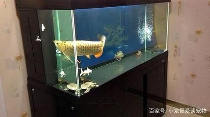 龍魚魚缸選擇多大的：選擇龍魚魚缸的大小時(shí)需要考慮到龍魚的生長習(xí)性和生活環(huán)境 龍魚百科 第2張