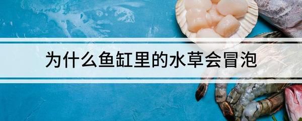 對魚缸吹氣泡增加二氧化碳的作用：二氧化碳在魚缸中的作用 魚缸百科 第4張