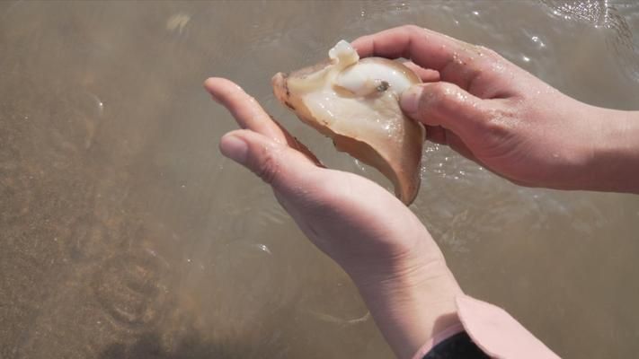 大梅趕海魚缸怎么養(yǎng)好：大梅在趕海的過程中可以抓到一些魚類，可以放入魚缸中養(yǎng)殖 魚缸百科 第3張