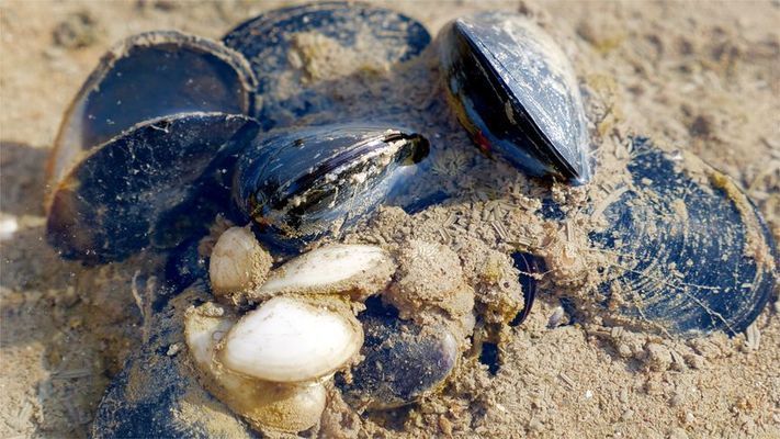 大梅趕海魚缸怎么養(yǎng)好：大梅在趕海的過程中可以抓到一些魚類，可以放入魚缸中養(yǎng)殖 魚缸百科 第1張