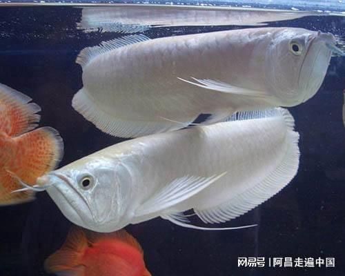 養(yǎng)一只龍魚可以不用氧氣嗎：養(yǎng)一條龍魚可以不用氧氣泵取決于多種因素，養(yǎng)一條龍魚可以不用氧氣嗎 龍魚百科 第1張