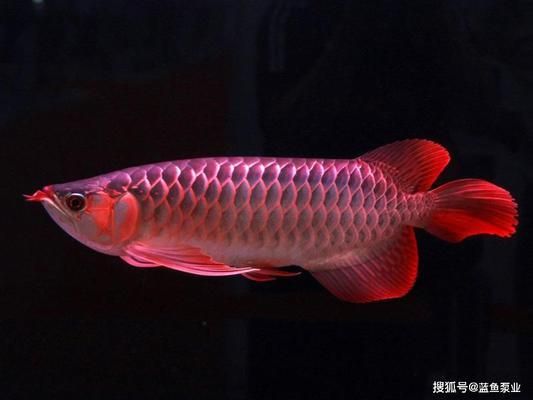 龍魚紅眼病怎么治療最好：龍魚紅眼病怎么治療