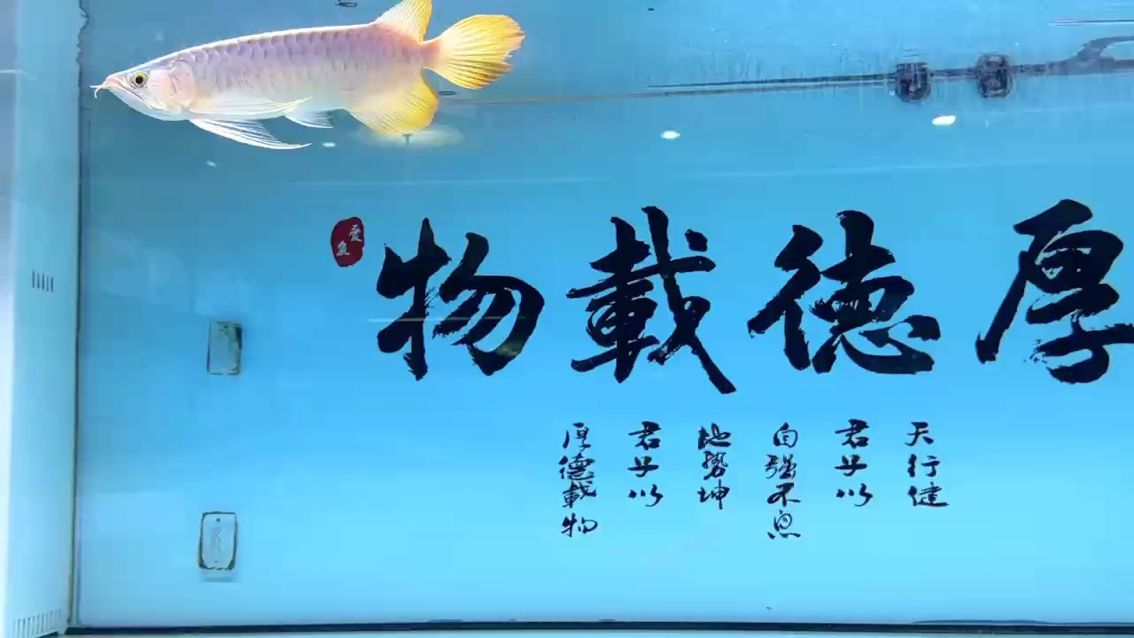 圣塔倫大湖魚：wwe圣塔倫大湖魚,純境評論：漂亮,閑玩南美評論：不錯 觀賞魚論壇