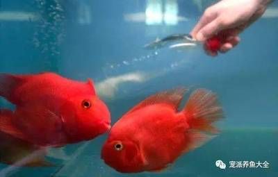 大礦泉水瓶做魚缸做法：礦泉水瓶魚缸養(yǎng)魚注意事項(xiàng) 魚缸百科 第4張