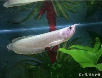 龍魚入缸多久出狀態(tài)正常：龍魚入缸后多久出狀態(tài)正常 龍魚百科 第2張