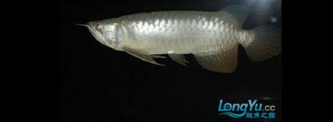 龍魚(yú)常見(jiàn)疾病與治療方案圖：十—二十公分的幼魚(yú)身上的立鱗病療法 龍魚(yú)百科 第2張