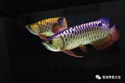 龍魚(yú)常見(jiàn)疾病與治療方案圖：十—二十公分的幼魚(yú)身上的立鱗病療法 龍魚(yú)百科 第3張