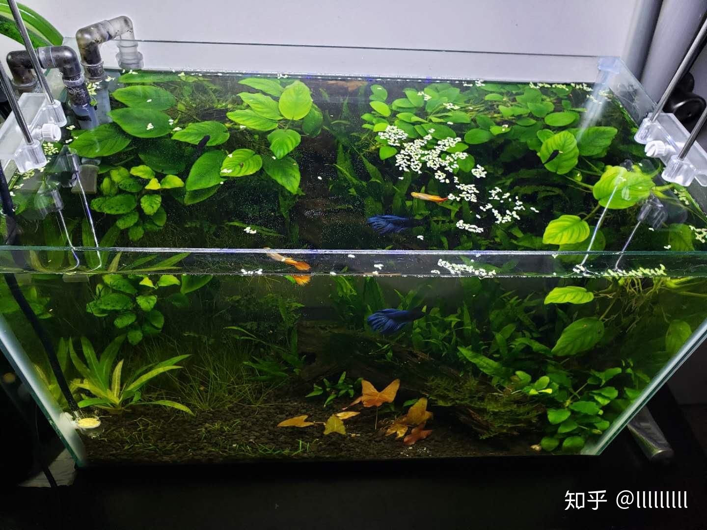 斗魚魚缸造景：斗魚缸生態(tài)系統(tǒng)的造景