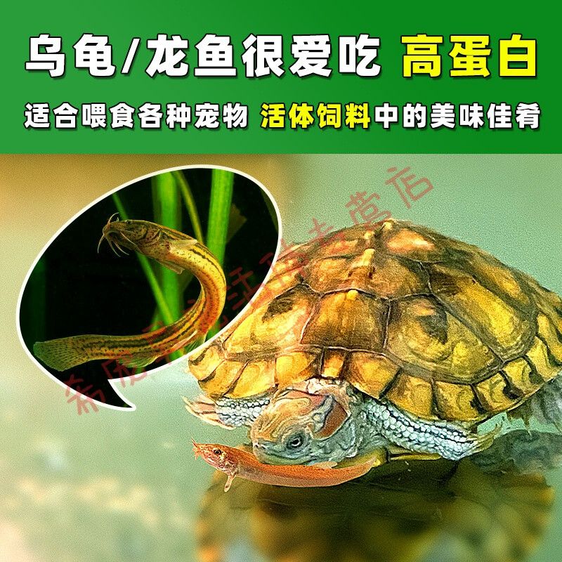 虎魚(yú)吃活泥鰍好還是吃凍泥鰍好：虎魚(yú)吃活泥鰍好還是吃凍泥鰍好呢？ 虎魚(yú)百科 第1張