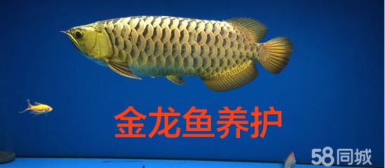 金龍魚怎么養(yǎng)才不容易死掉：金龍魚怎么養(yǎng)才不容易死掉，