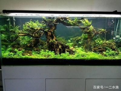 草缸還是魚缸：草缸與魚缸的區(qū)別 魚缸百科 第4張