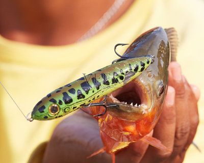 虎魚吃蝦嗎：喂食虎皮魚時需要注意衛(wèi)生和安全問題，虎魚吃蝦需要注意 虎魚百科 第2張