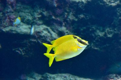 魟魚(yú)一直爬玻璃什么原因：魟魚(yú)一直爬缸是怎么回事 魟魚(yú)百科 第1張